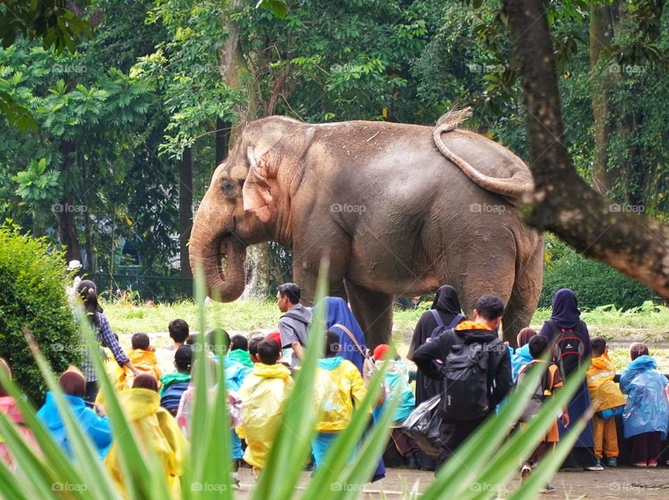 facing backwards with the african elephant