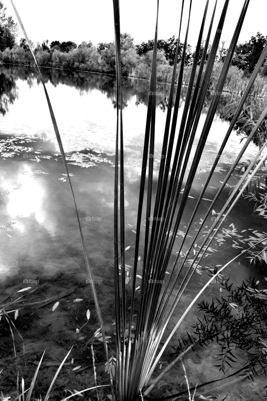 black and white monochrome Cattails water reflection Sky Nature park Dublin Ohio
