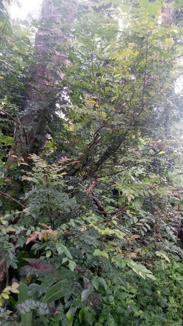 Curry leaf Big plant