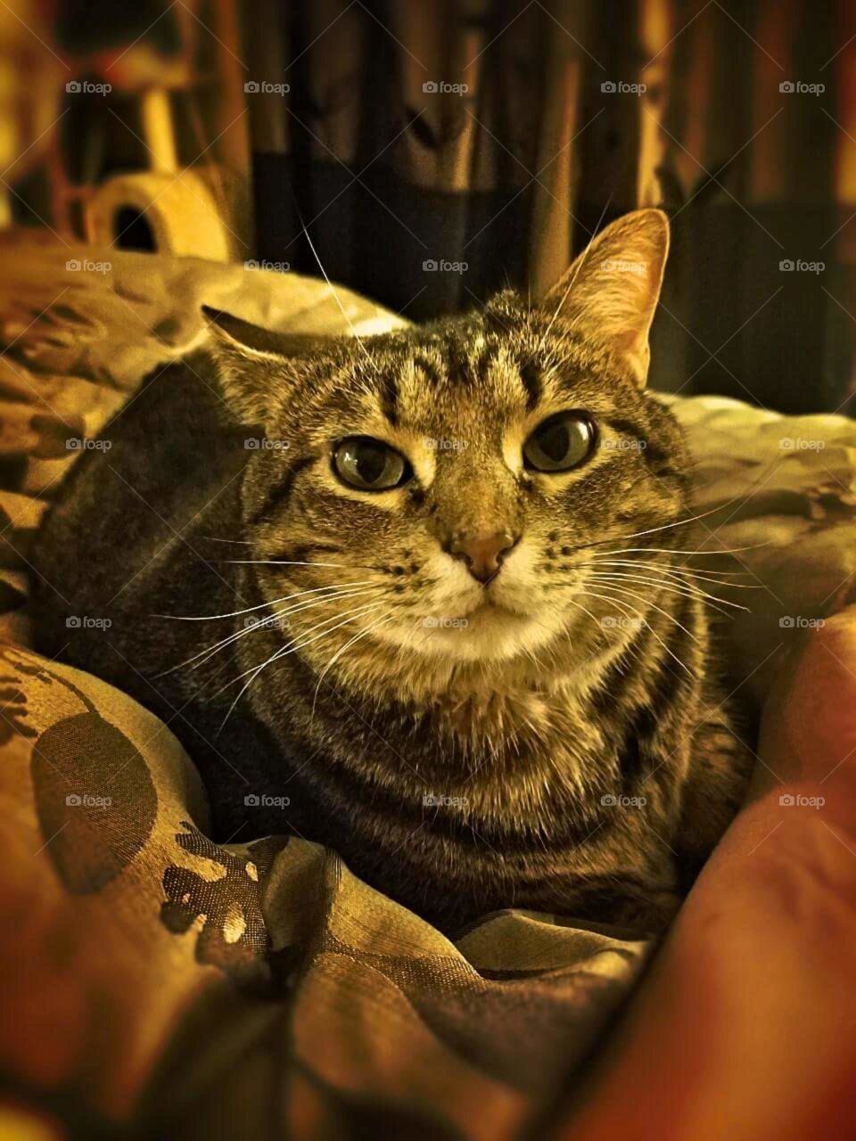 Kitty's portrait