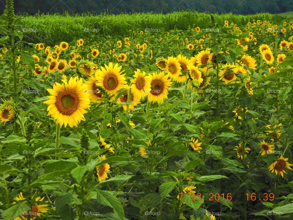 Happy sunflowers 