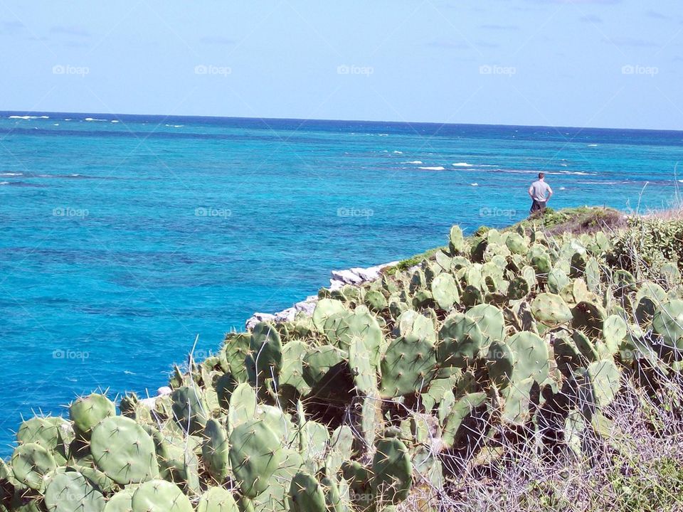 Cactus ocean 