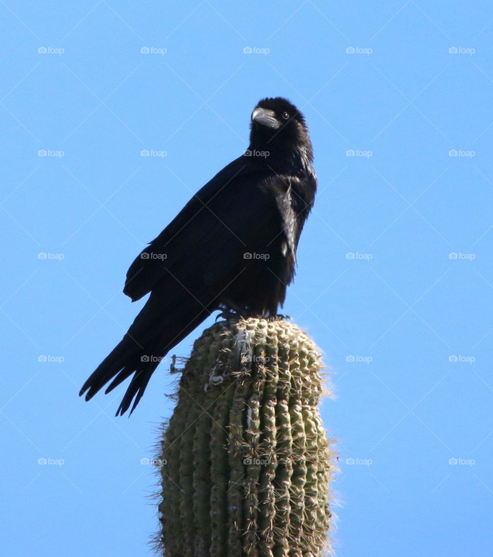 Raven on a Saguaro Cactus