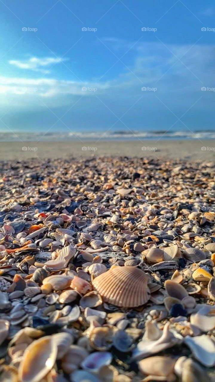 shells on the beach