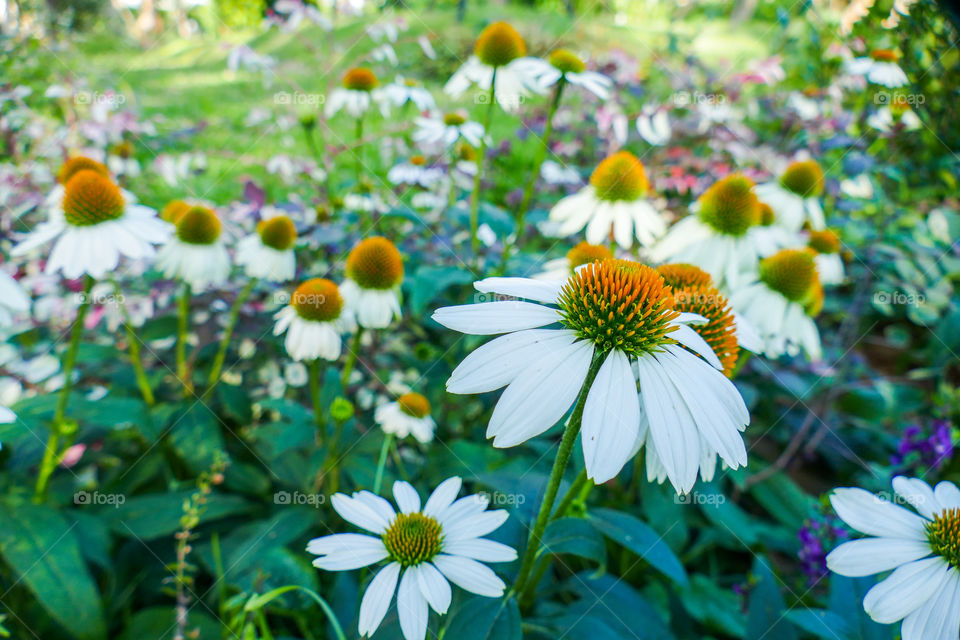 Echinacea pallida, pale purple coneflower