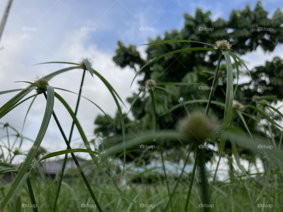 sky with some grass view in the front