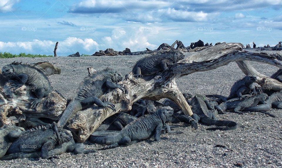 Marine iguanas on tree trunk