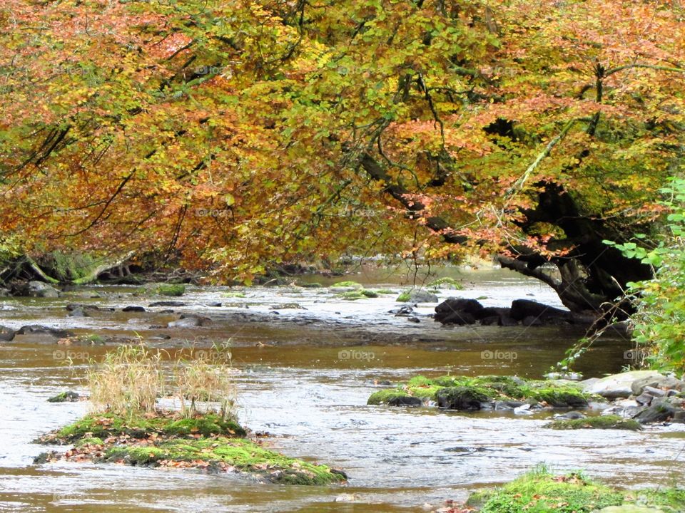 Large tree at barle river