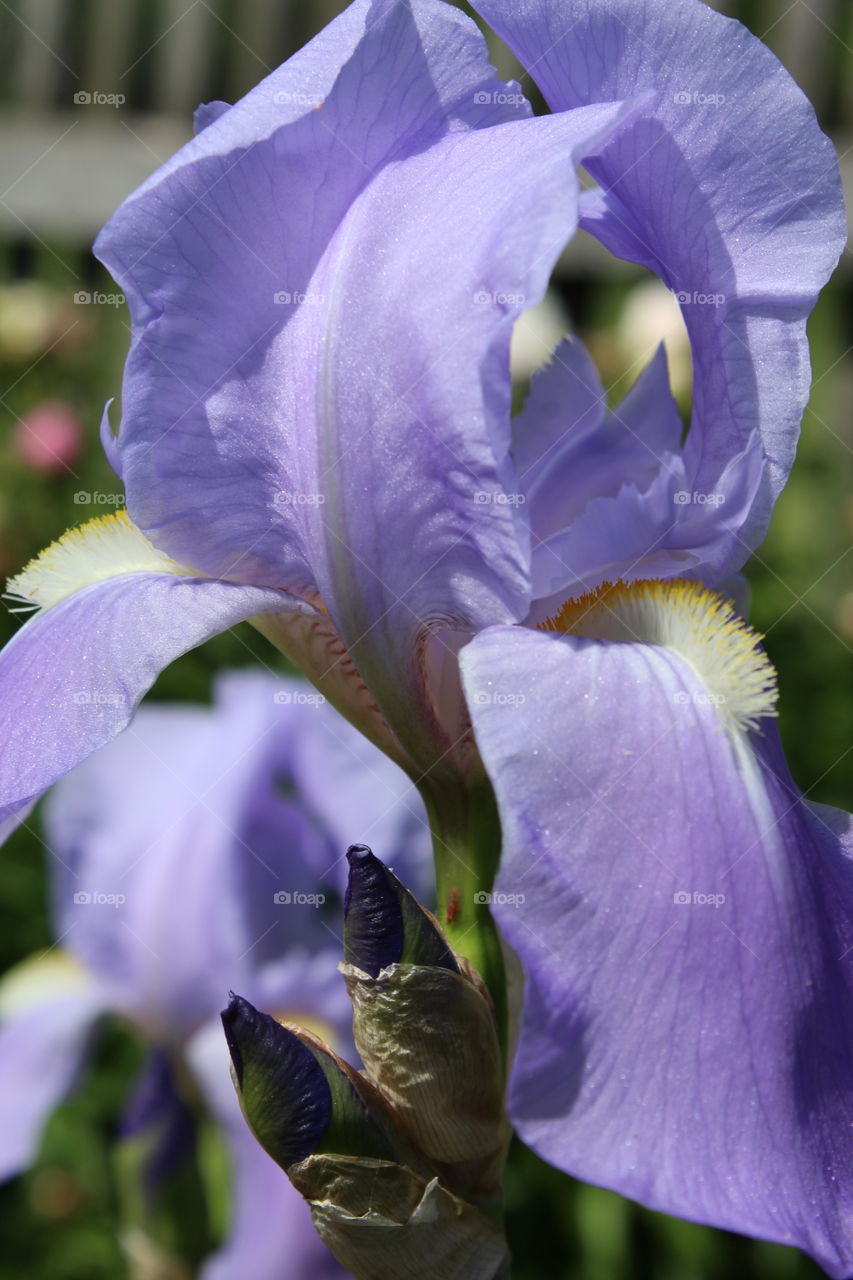 Iris