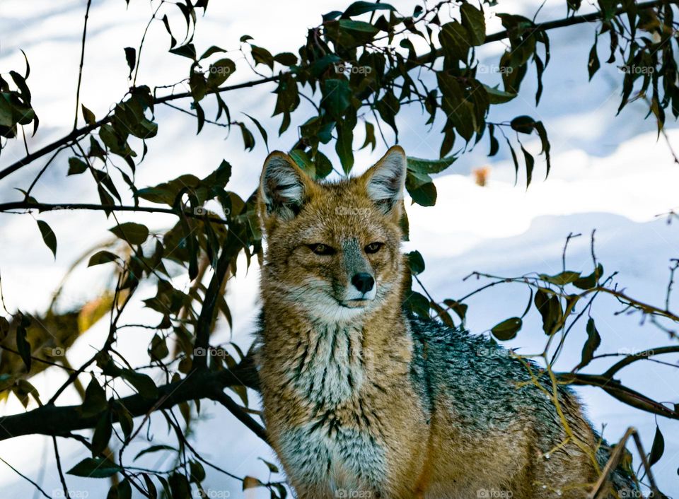 solitario zorro de la patagonia