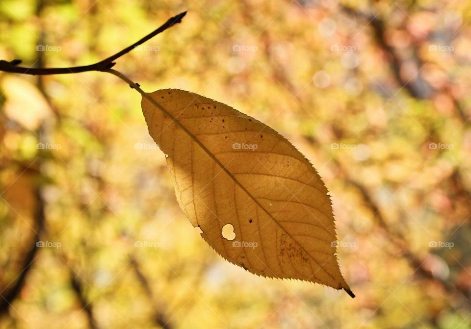 One falling leaf is indicative of the coming of autumn