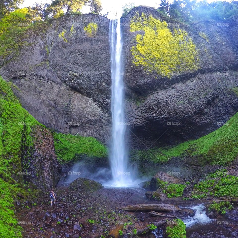 Ancient giant . Latourell falls 