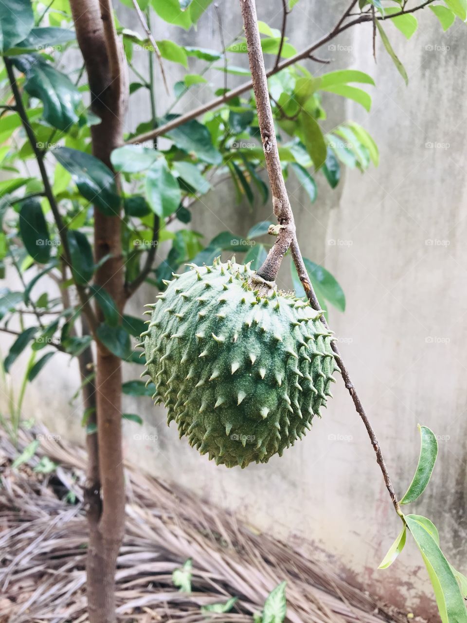 brazilian fruits - soursop