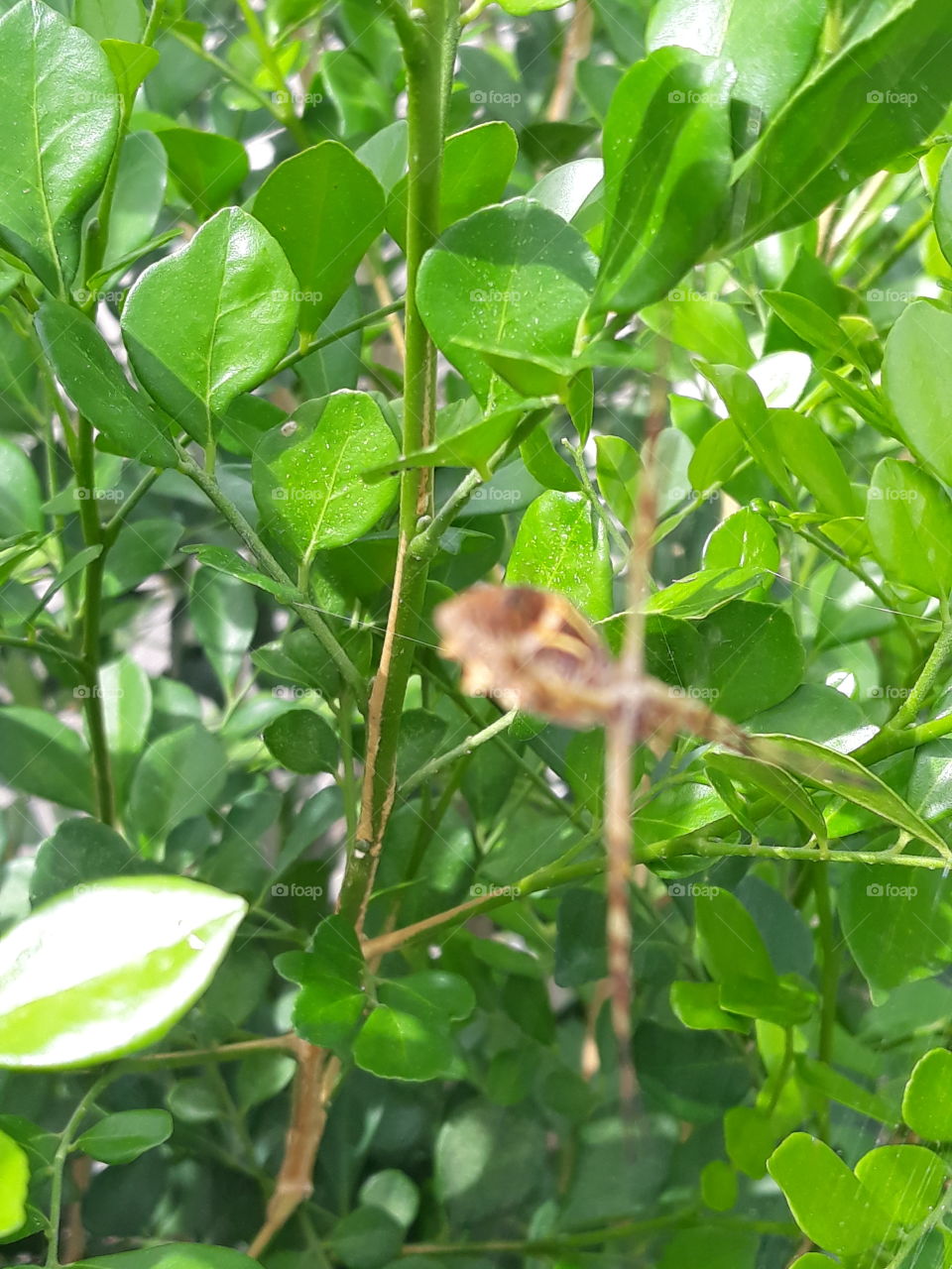 Nature, Leaf, Tree, Wildlife, No Person