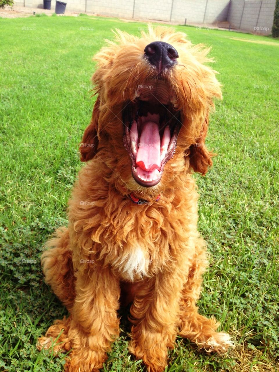 Goldendoodle yawn