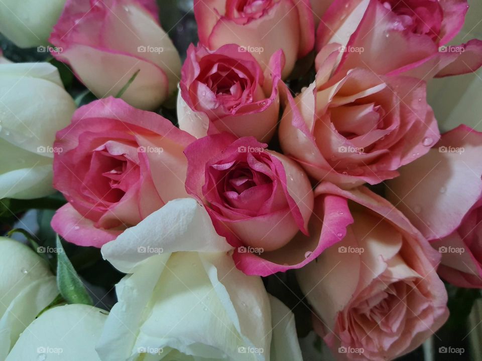Beautiful roses with nice fragrance