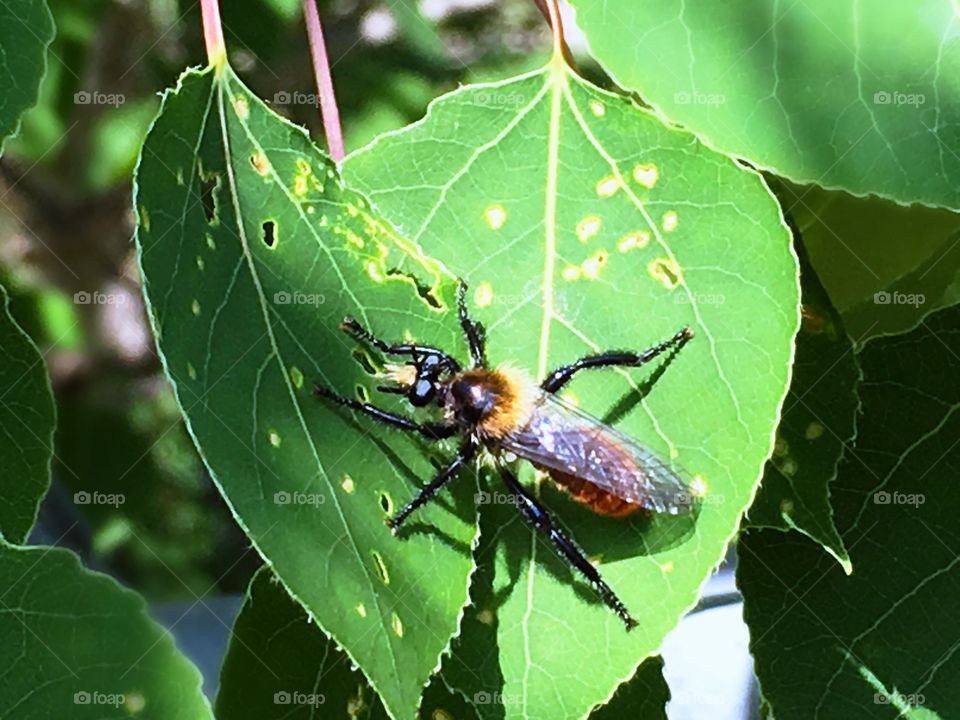 Bee on a leaf