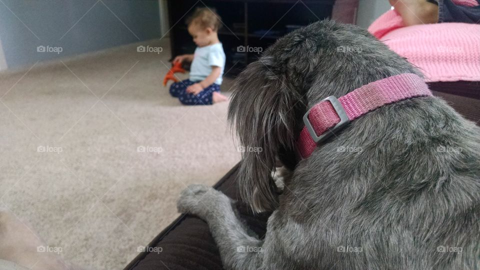 Hey!!? That's my dog toy! Oh Sassy Shih Tzu