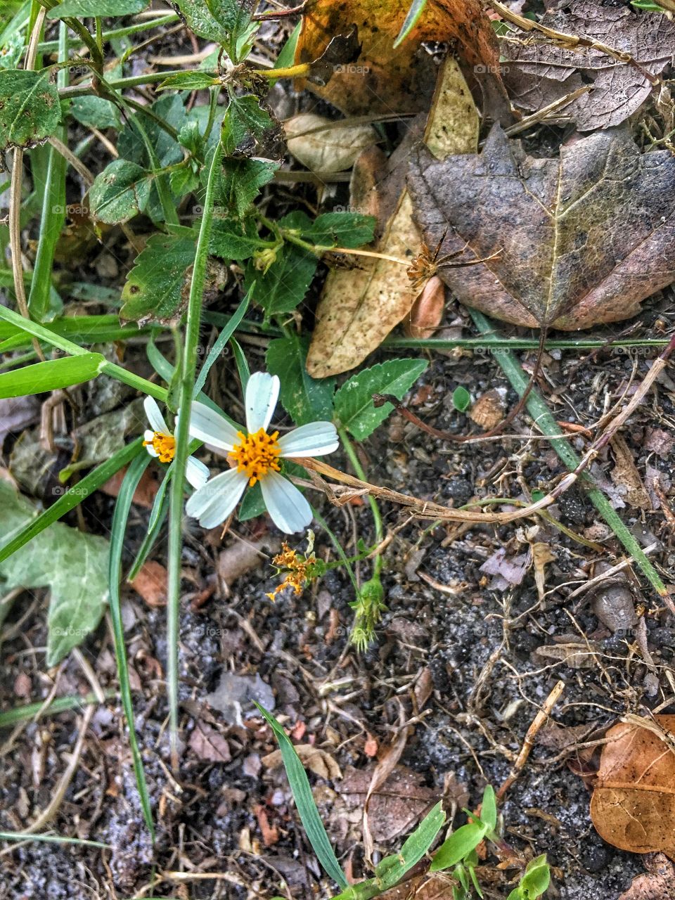 Weeds will always be considered flowers to me. Life is still life. No matter how big or how small. 