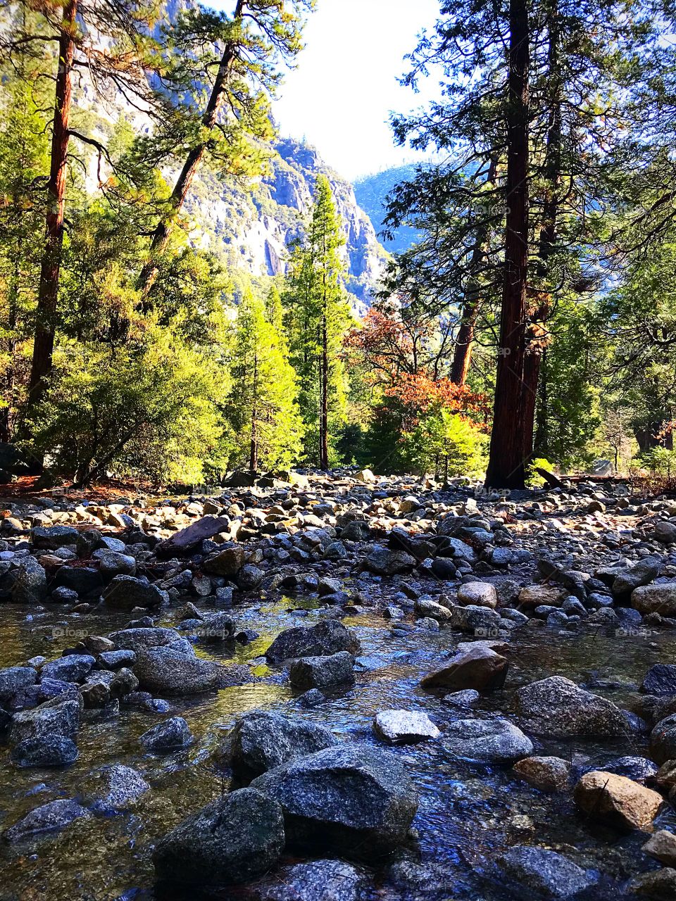 Yosemite brook