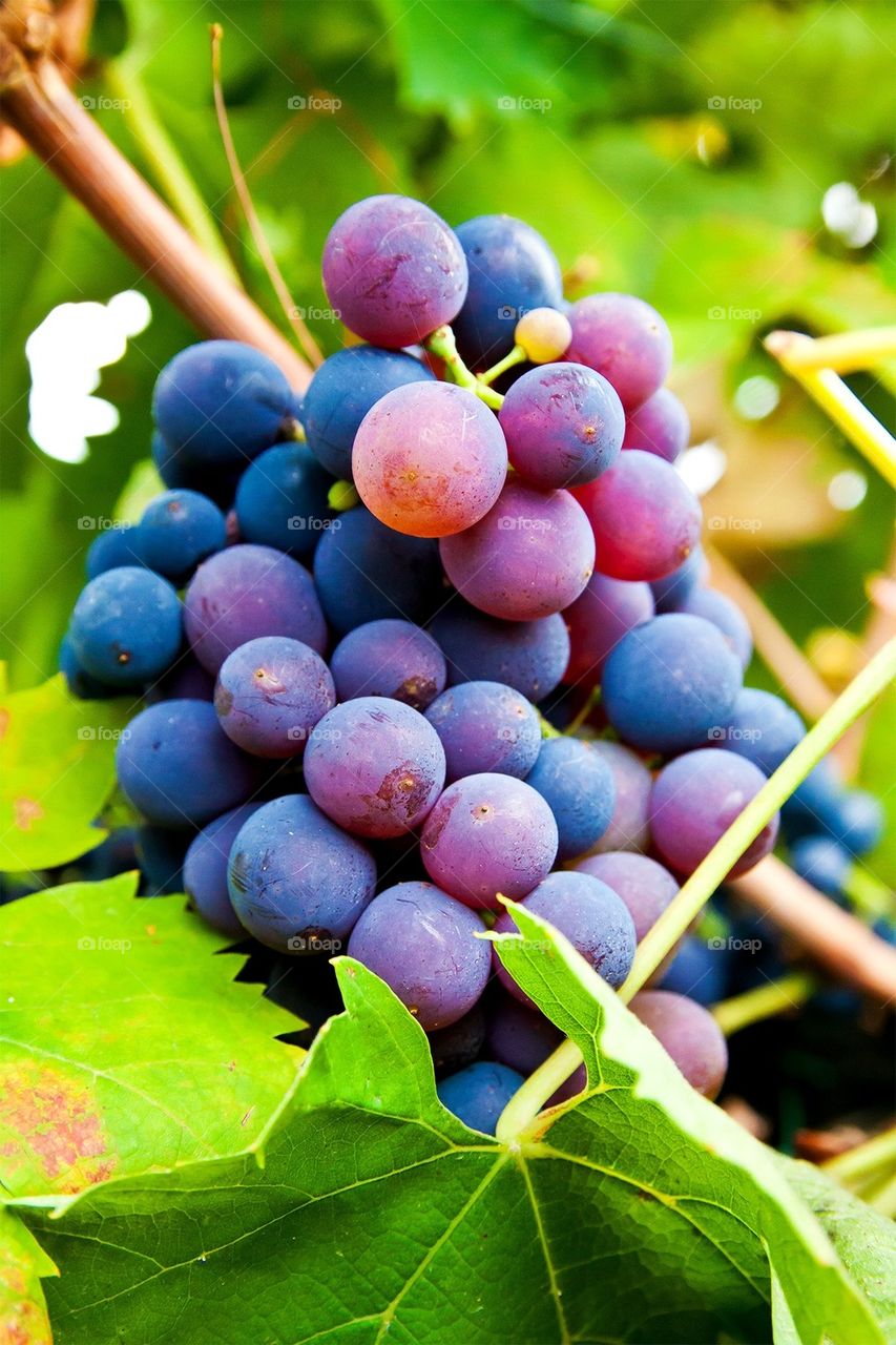 Grapes