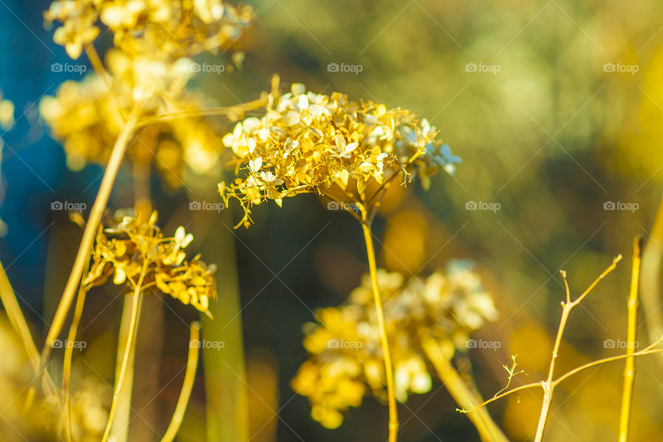gold nature