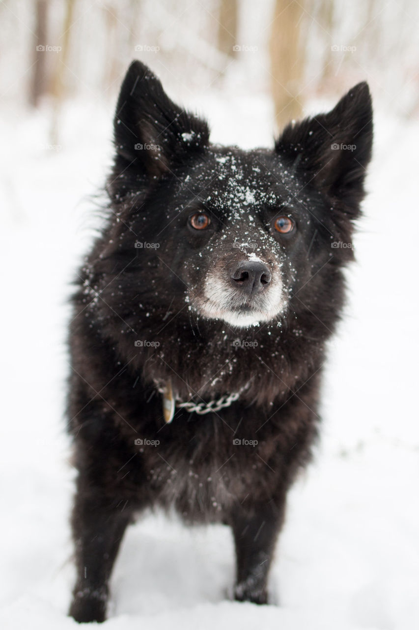 Dog in snow 