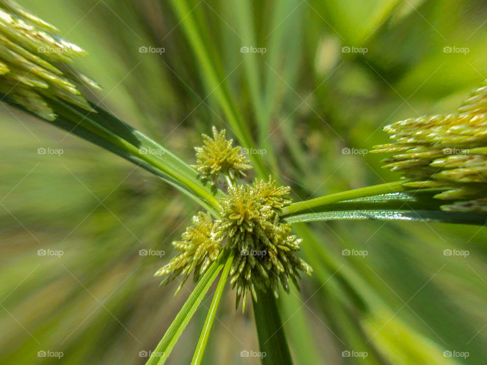 No Person, Nature, Flora, Leaf, Tree