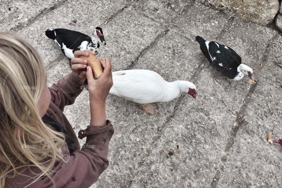 Feeding the ducks 