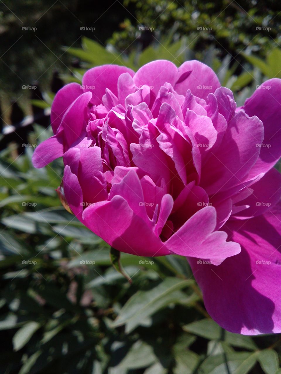 Peony. simply beautiful