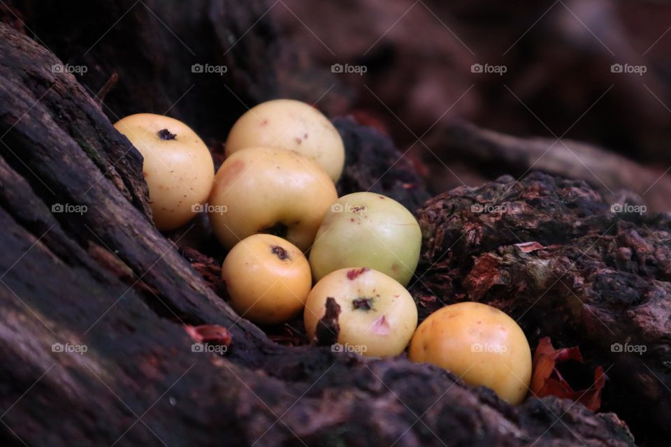 Wild apples on old tree trunk 