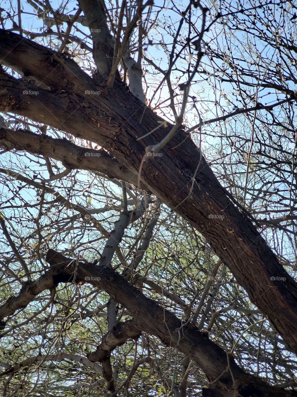 The Beauty of a Tree in the Winter Sun