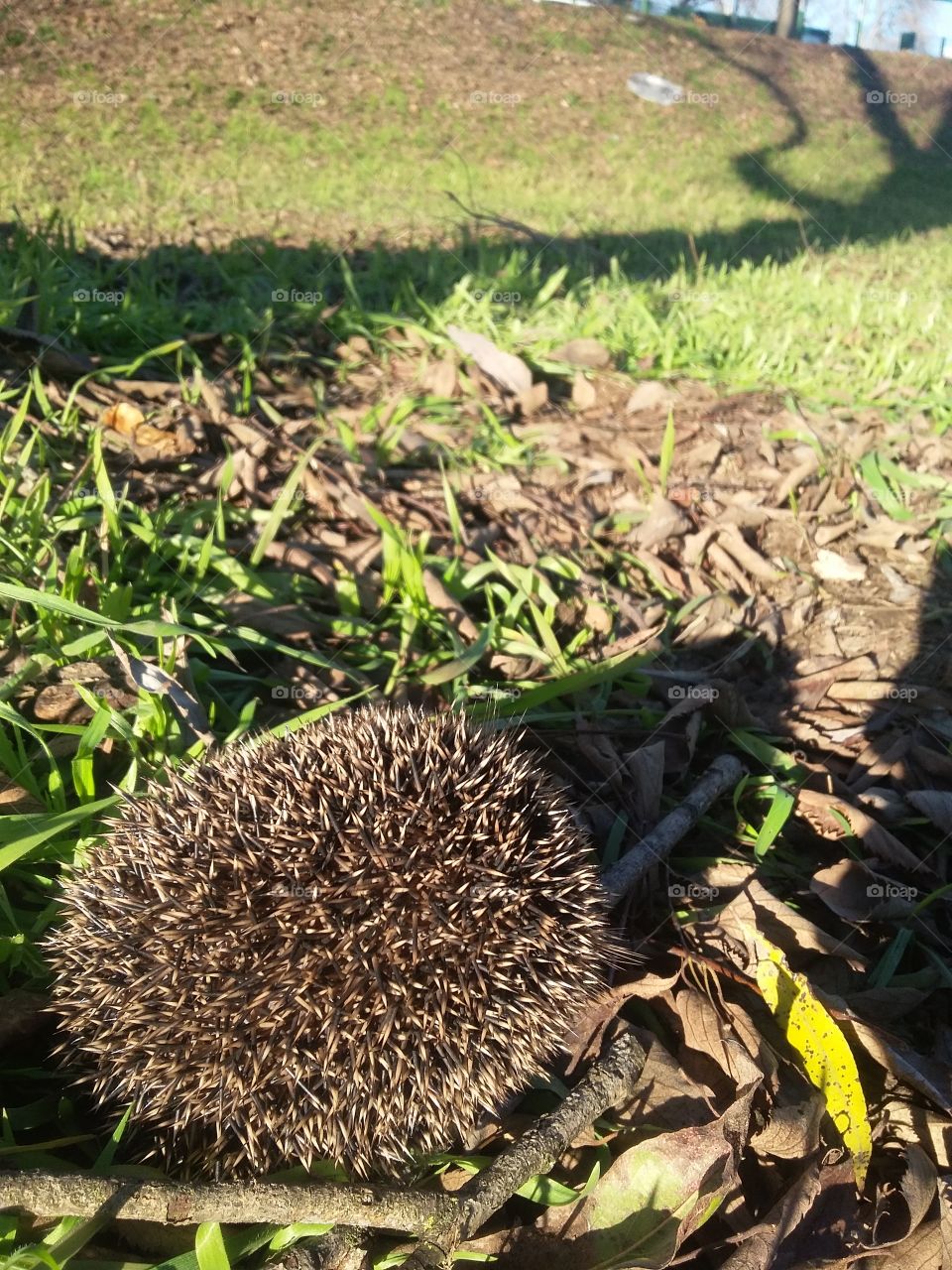 Closed hedgehog