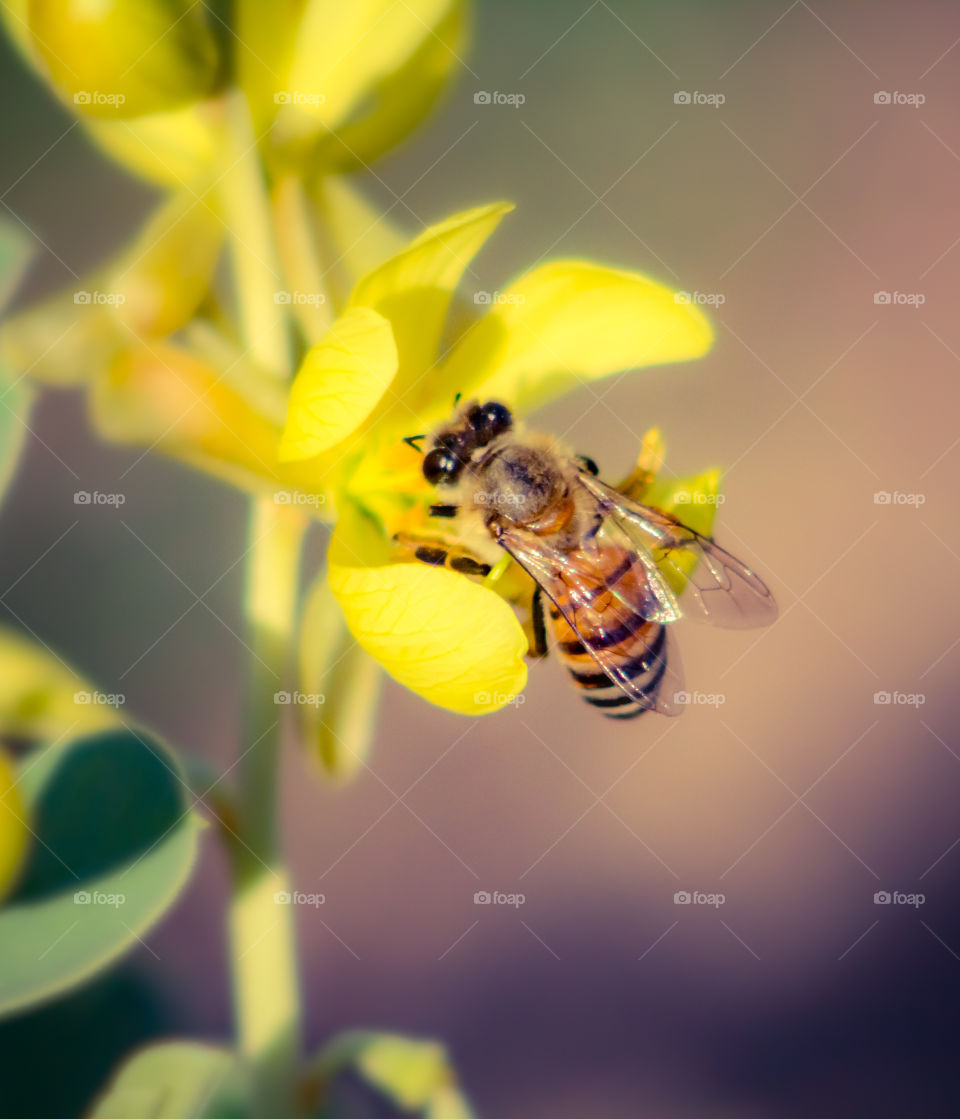 Honey bee trying to collect it