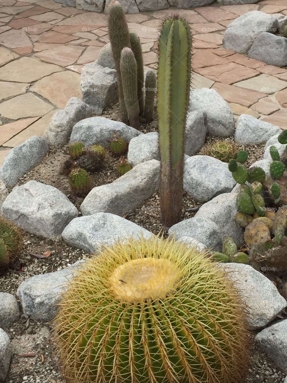 Stone Cactus