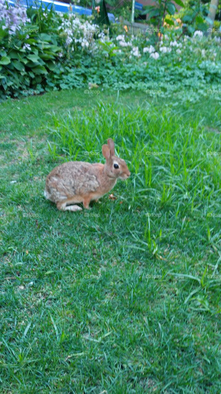 Grass, Rabbit, Lawn, Nature, Garden
