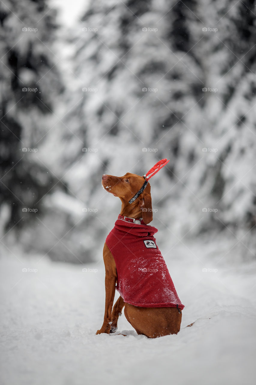 Outdoor portrait of Hungarian vyzhla dog in funny headband 