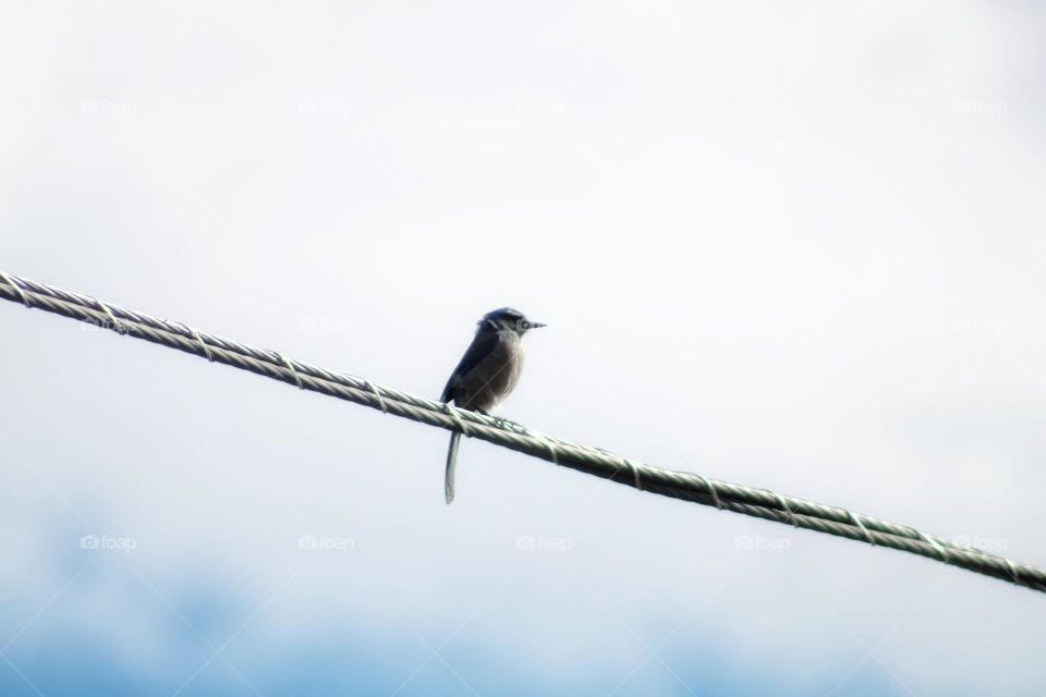 the bird and wire