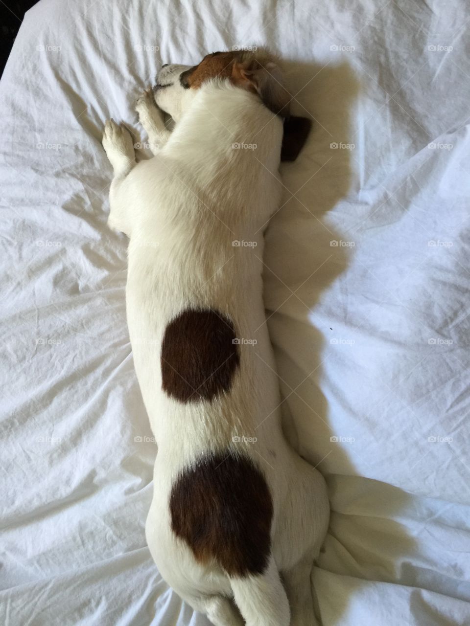 Dog sleeping in bed
