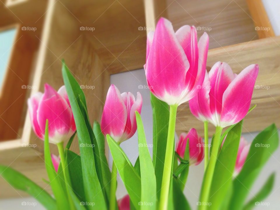 Tulips