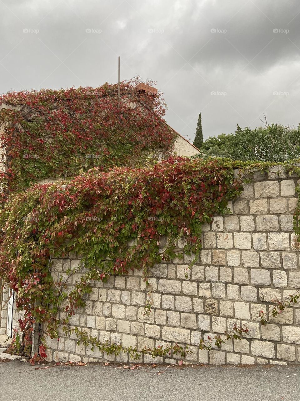 Changing leaves against a stone wall.