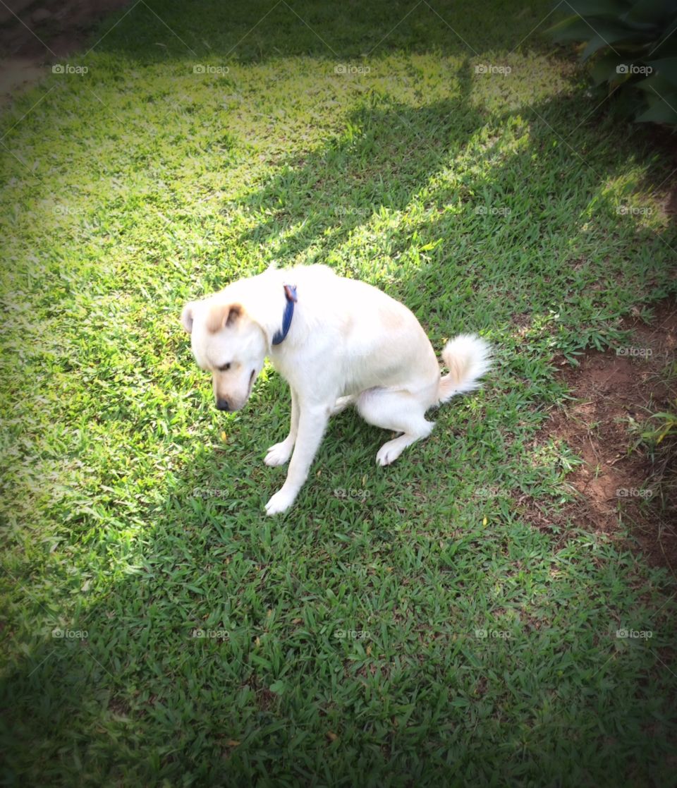 Esse cachorro se chama “Peludinho”. Ô animalzinho danado de bagunceiro... fazer buraco pelo jardim inteiro é com ele mesmo. 