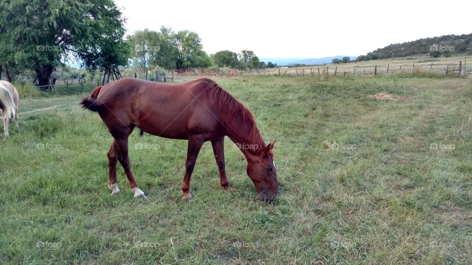 Sorrel mare on grass