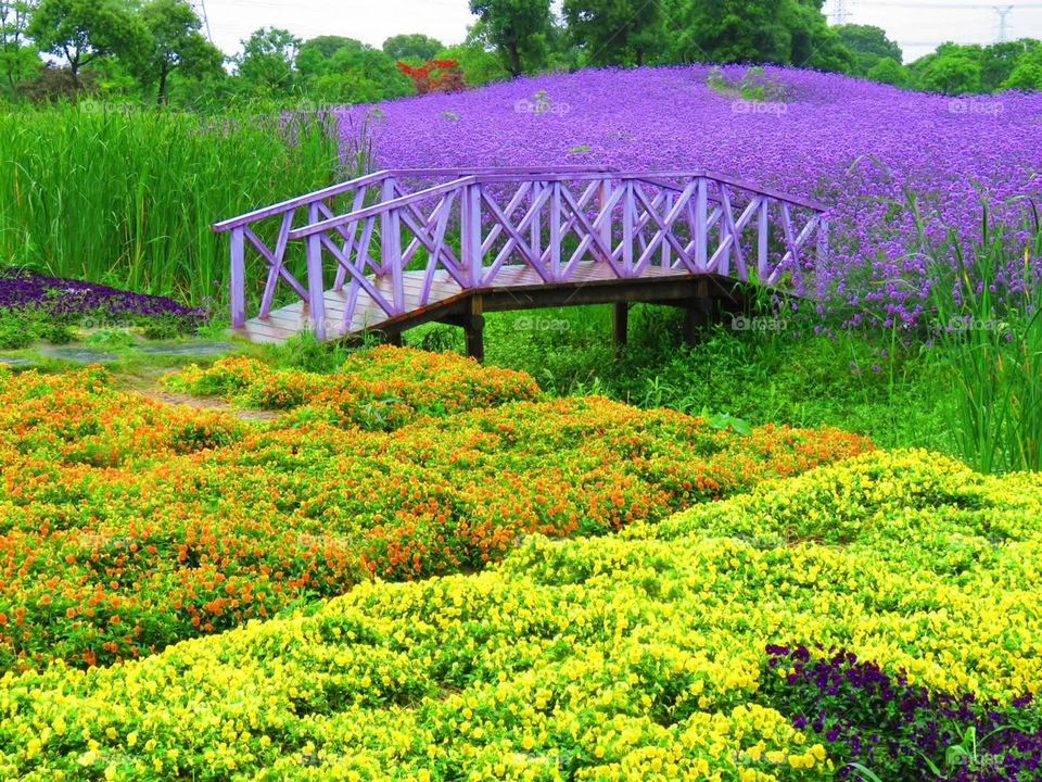 spring is colorful, romantic flower sea