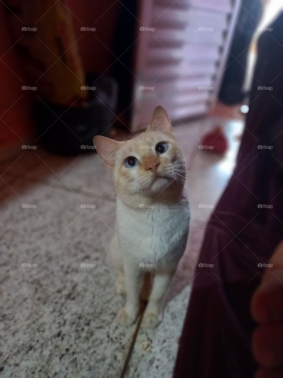 Olhar mimosinho. A cara do meu gatinho, quando estou ocupada e, ele quer brincar comigo. Que fofinho. Amo!