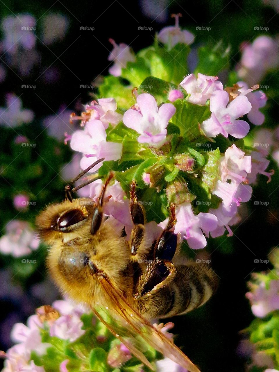 bee on flower