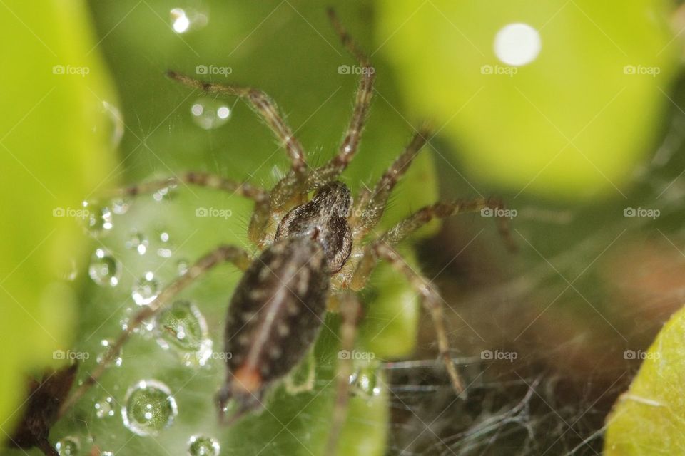 Little Spider On Wet Cobweb