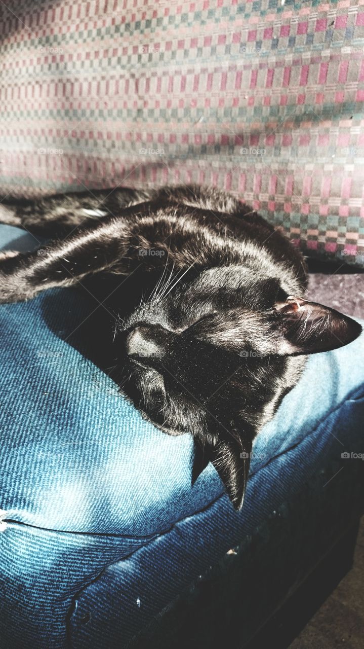 cat nap