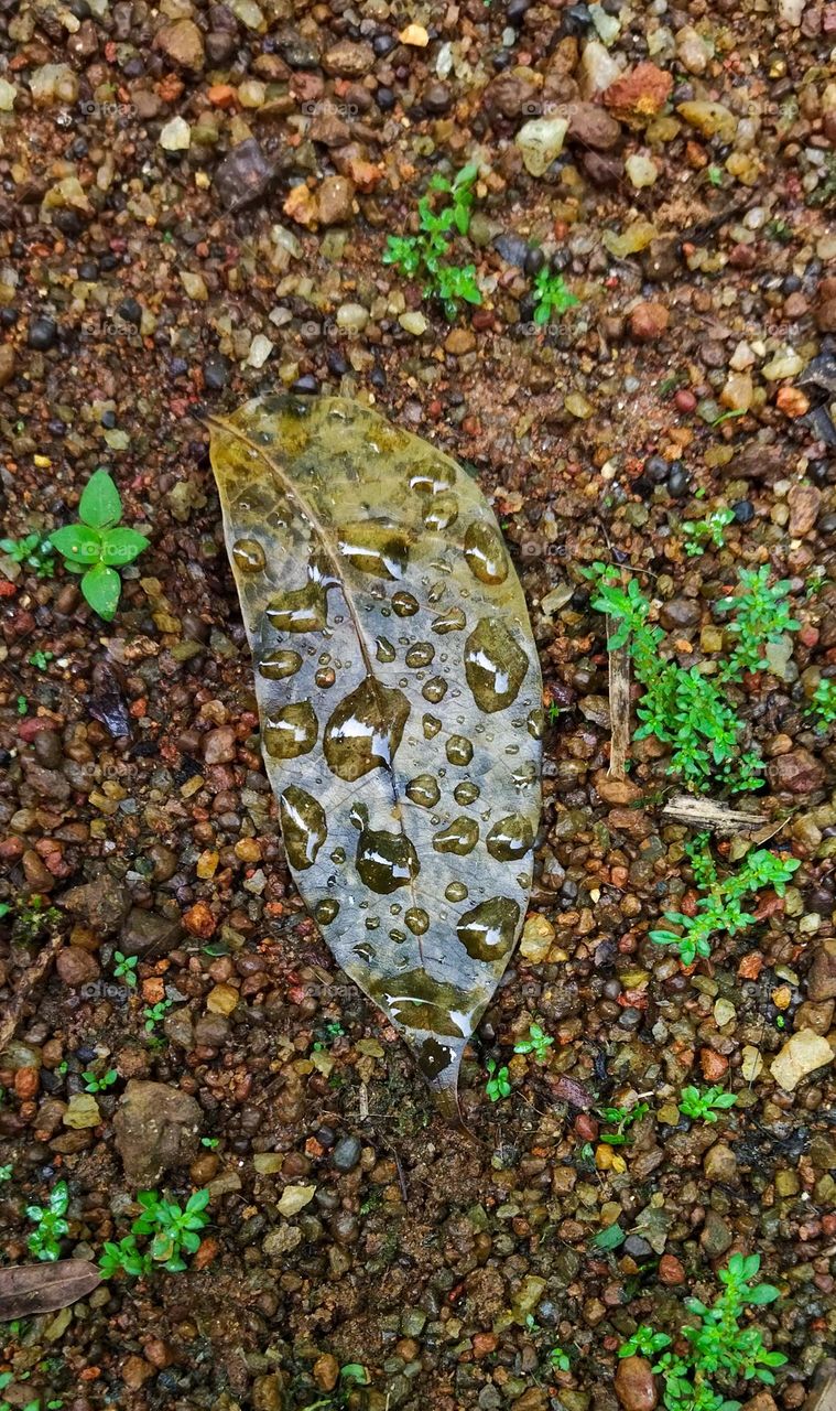 Freshness in nature dew drops on leaves