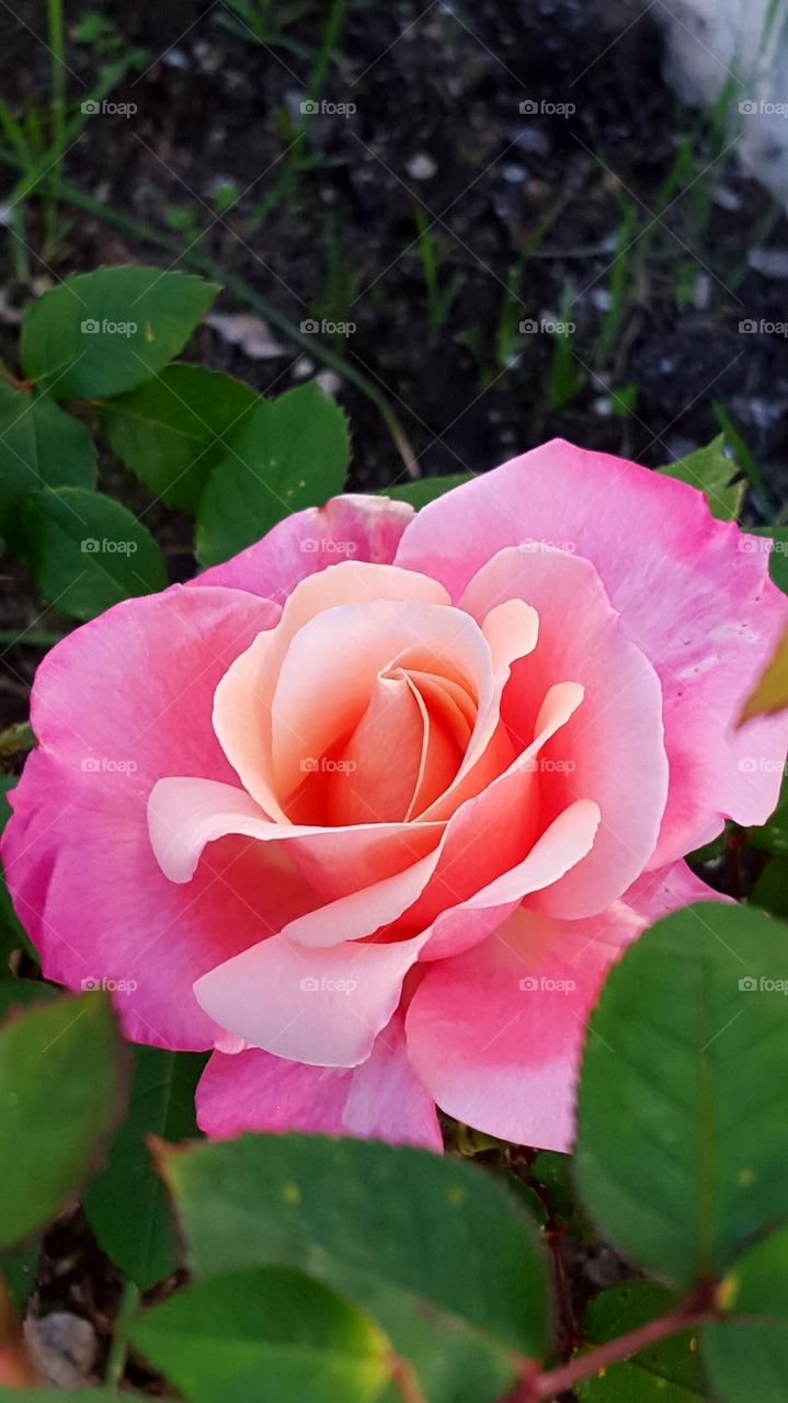 Beautiful pink rose